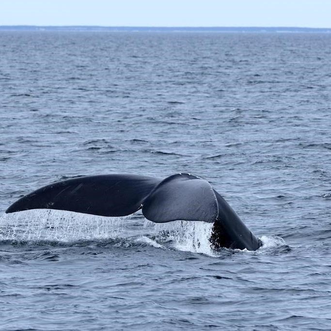 Whale rescue teams hoping to disentangle right whale in St. Lawrence Estuary